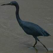 Little Blue Heron