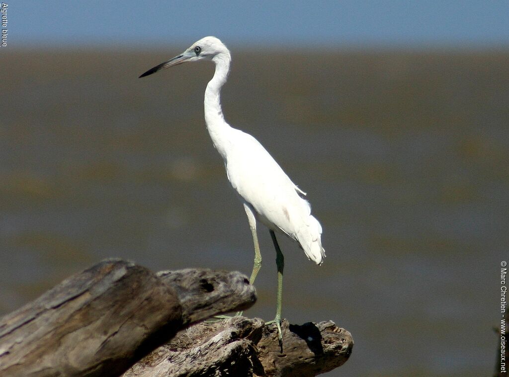 Aigrette bleueimmature