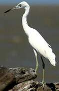 Little Blue Heron