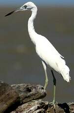 Aigrette bleue