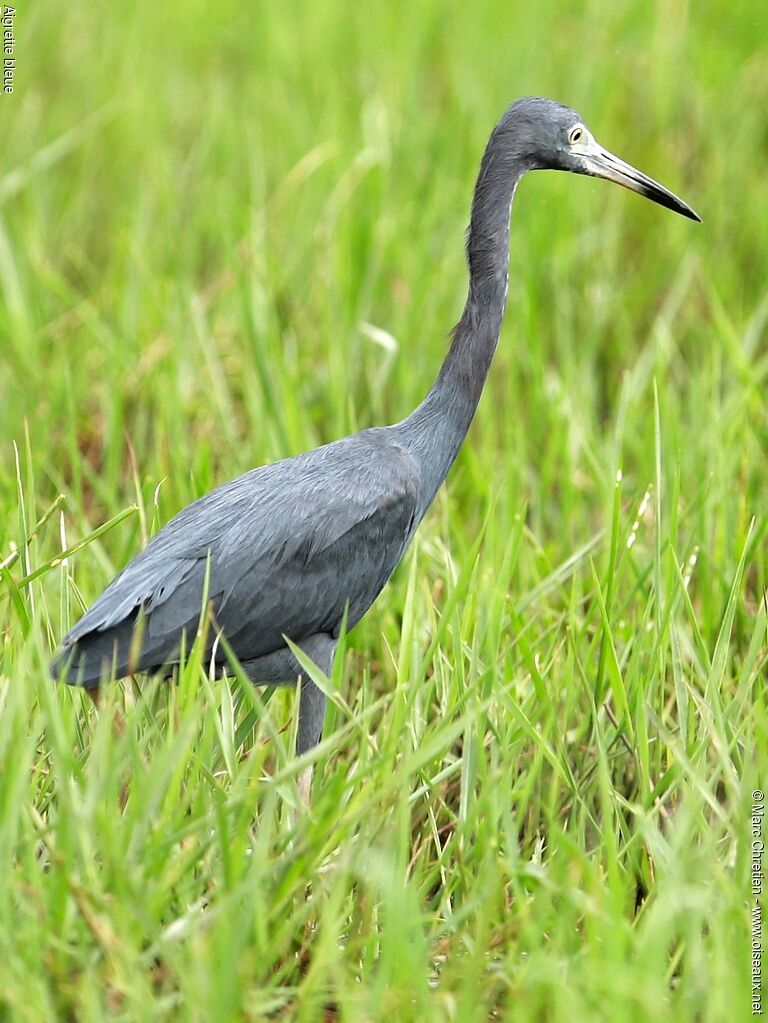 Aigrette bleueadulte