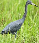 Little Blue Heron