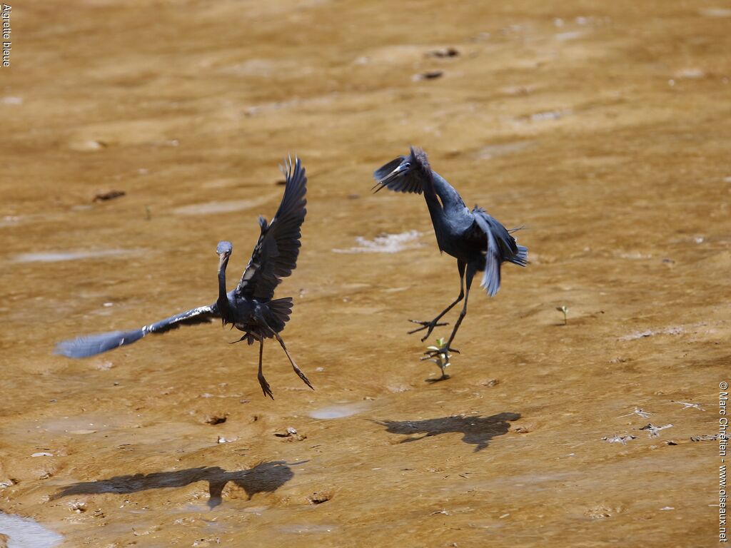 Little Blue Heronadult