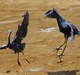 Aigrette bleue