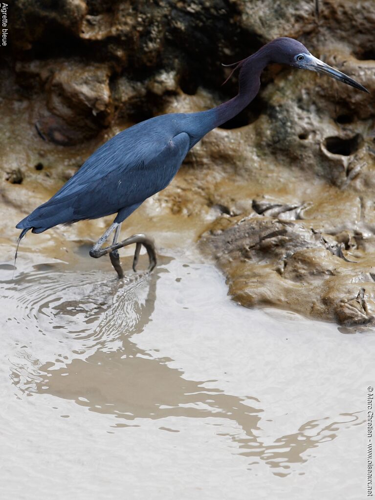 Little Blue Heronadult breeding