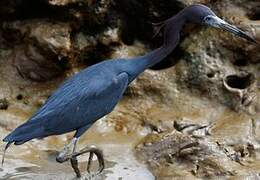 Aigrette bleue