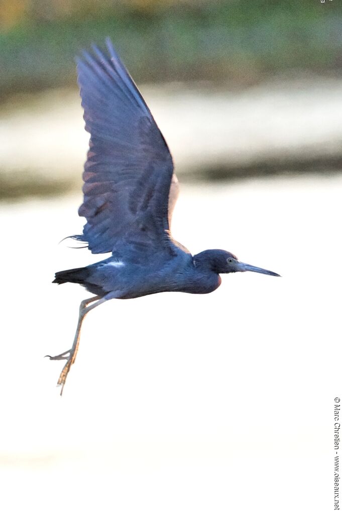 Aigrette bleueadulte