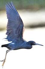 Aigrette bleue