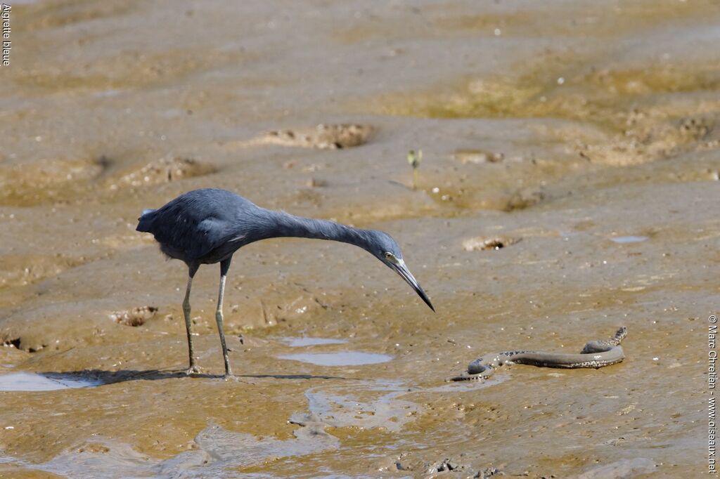 Little Blue Heronadult, Behaviour