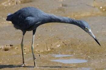 Aigrette bleue