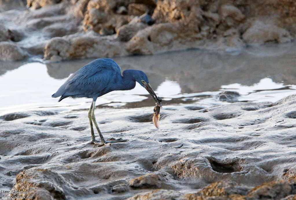 Little Blue Heronadult