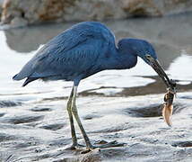 Aigrette bleue