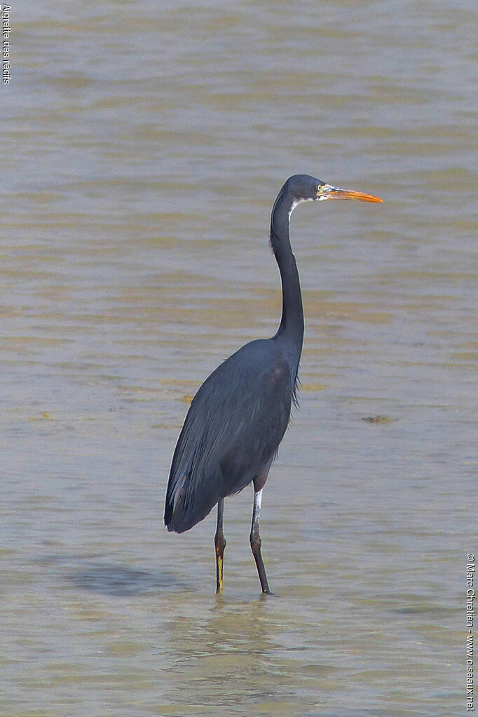 Aigrette des récifs mâle