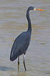 Aigrette des récifs