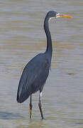 Western Reef Heron