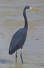 Aigrette des récifs