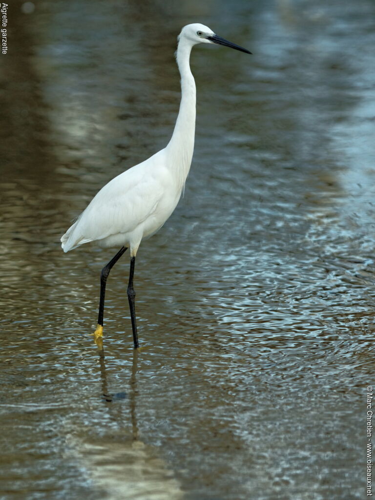 Aigrette garzette, identification