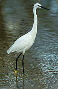 Little Egret