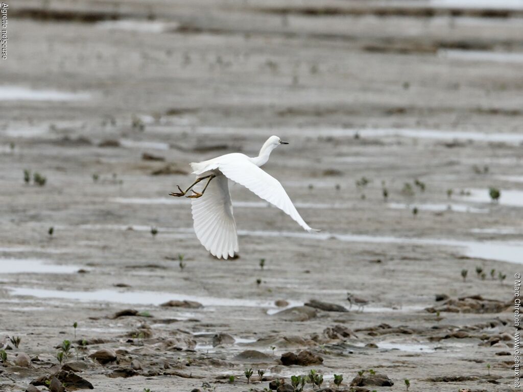 Snowy Egret