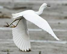 Aigrette neigeuse