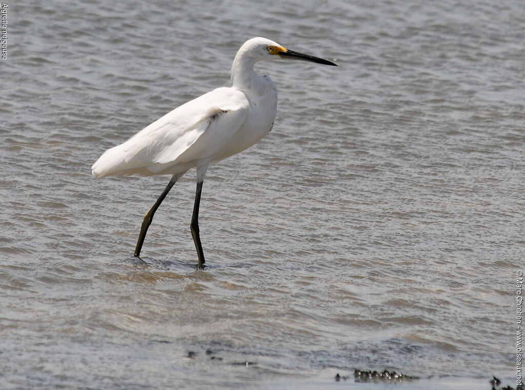 Snowy Egret