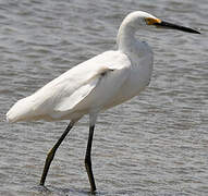 Snowy Egret