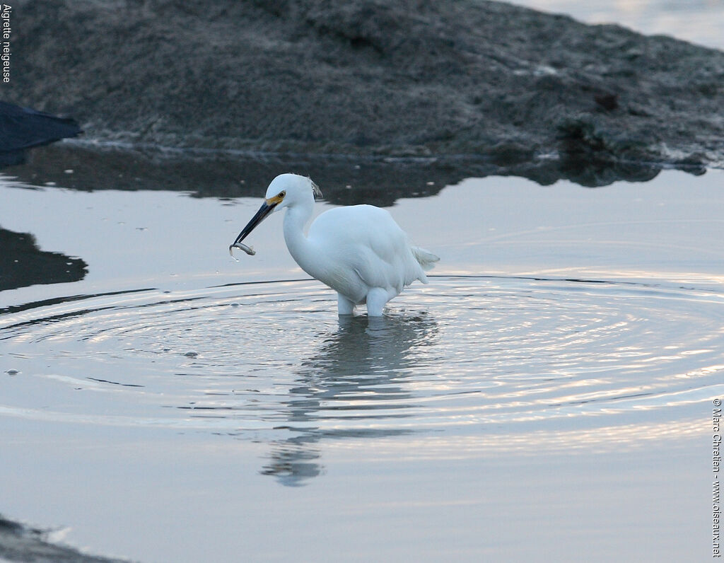 Aigrette neigeuse