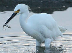 Aigrette neigeuse