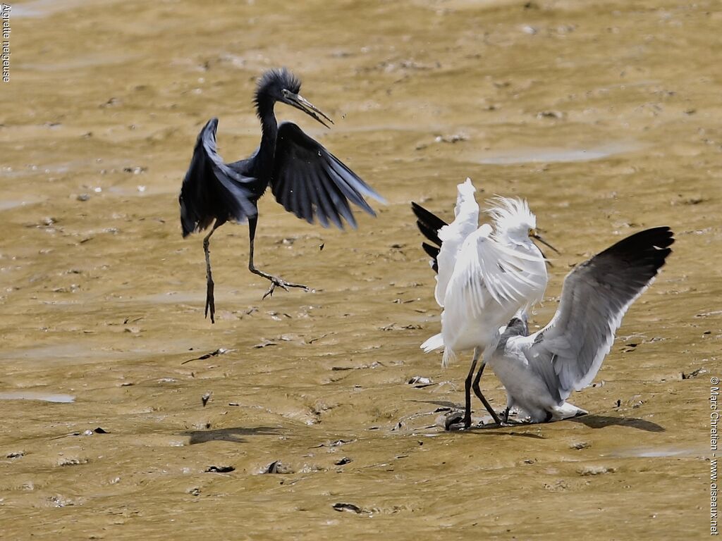 Aigrette neigeuse