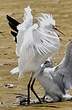 Aigrette neigeuse