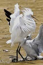 Aigrette neigeuse