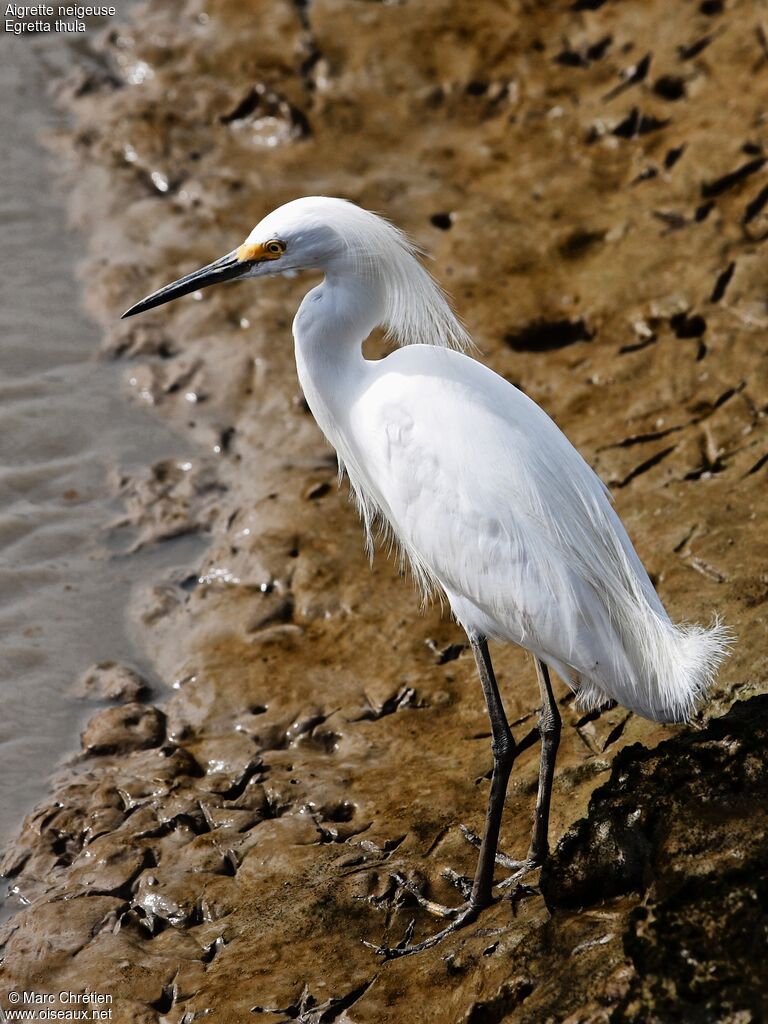 Aigrette neigeuse