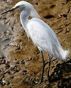 Aigrette neigeuse