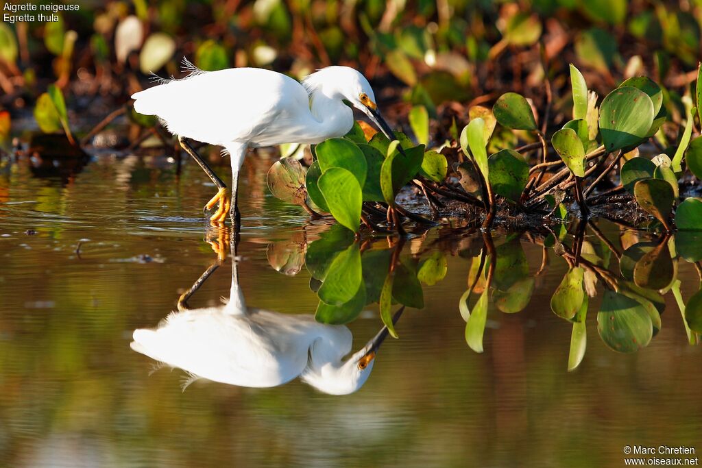 Snowy Egretadult