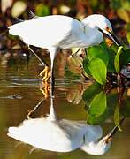 Aigrette neigeuse