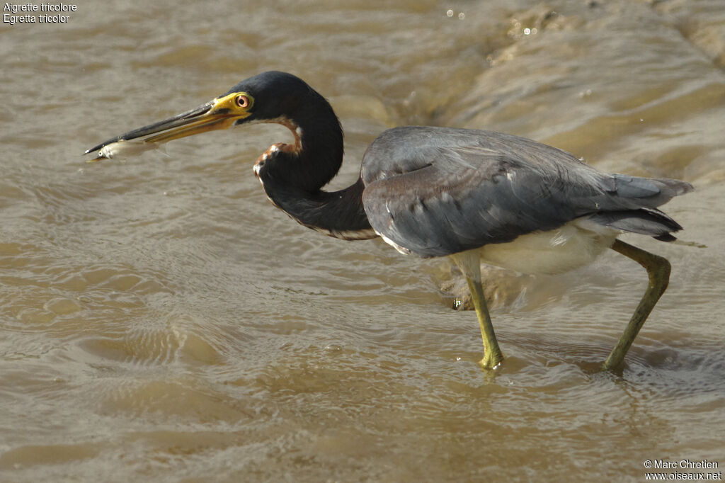 Tricolored Heron