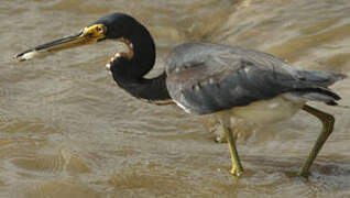 Tricolored Heron