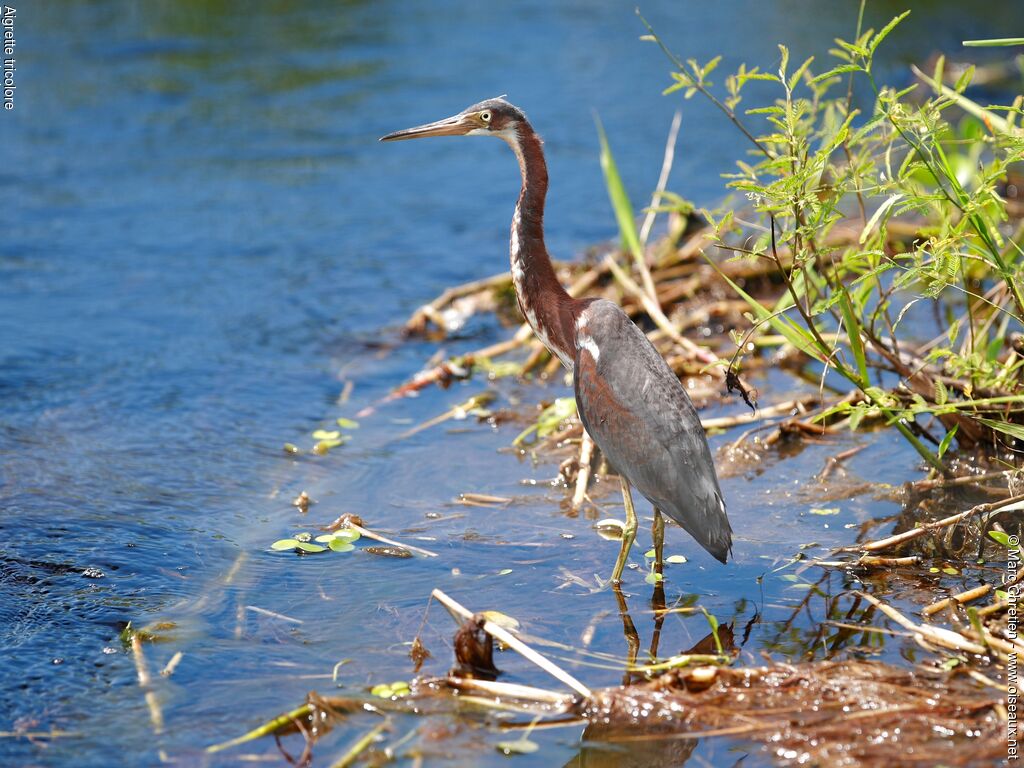 Tricolored Heron