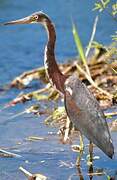 Tricolored Heron