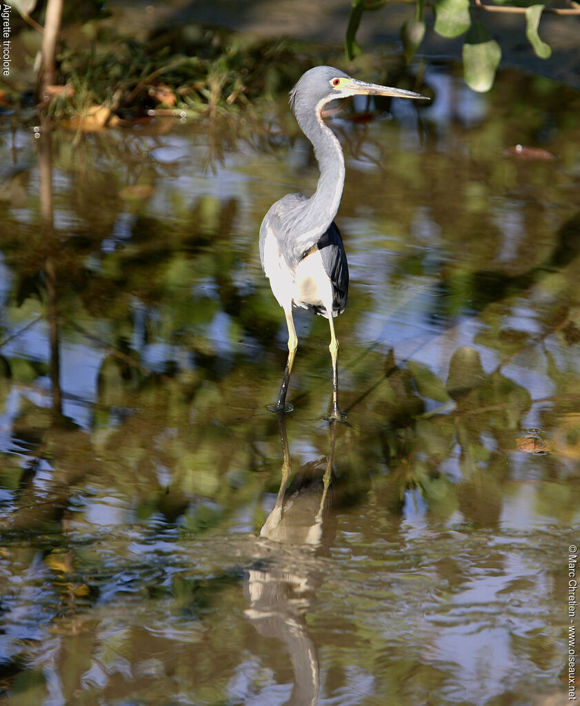 Tricolored Heron