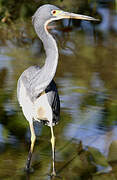 Aigrette tricolore