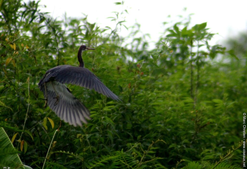 Aigrette tricolore