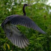 Aigrette tricolore