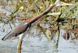 Aigrette tricolore