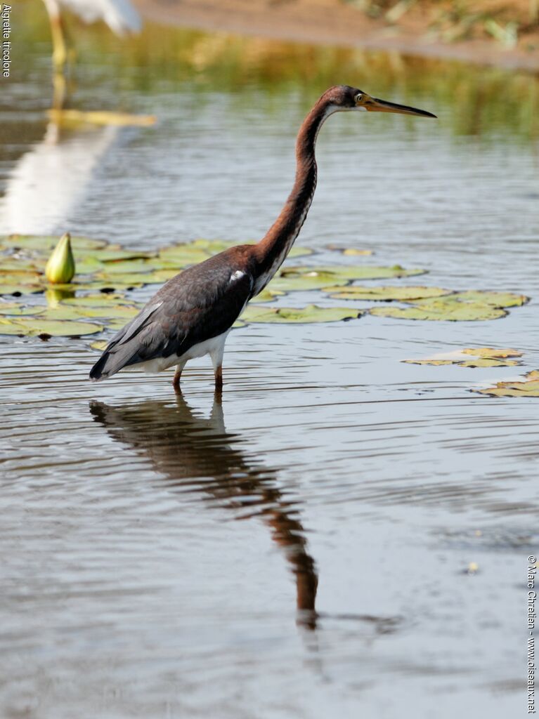 Aigrette tricolore