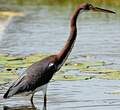 Aigrette tricolore