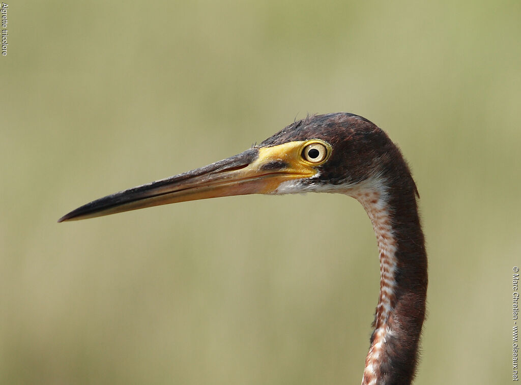 Tricolored Heron