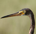 Aigrette tricolore