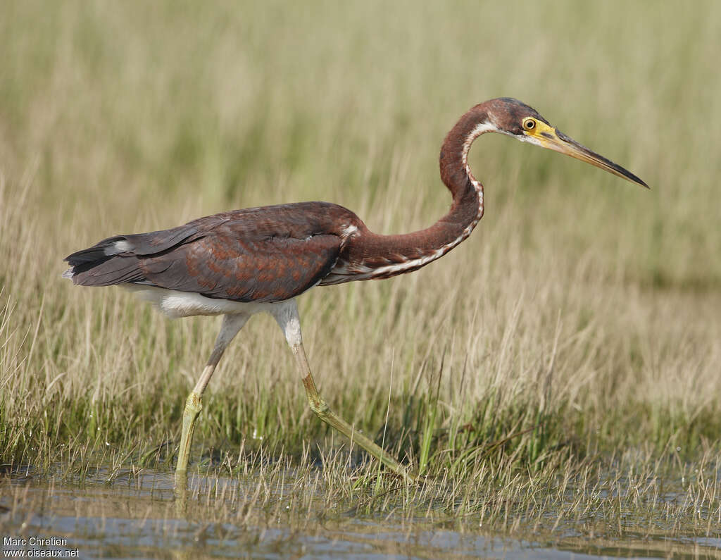 Tricolored Heronjuvenile, identification