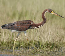 Tricolored Heron